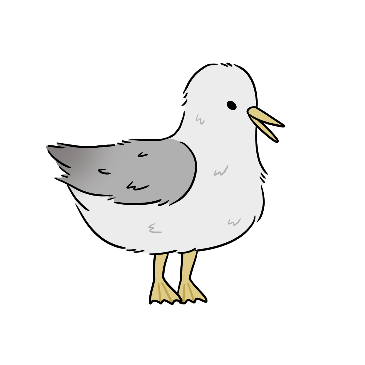 Seagull