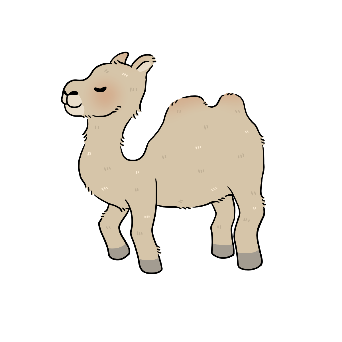 Camel