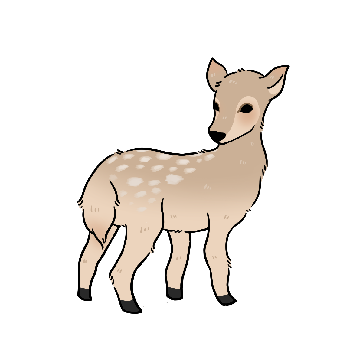 Deer