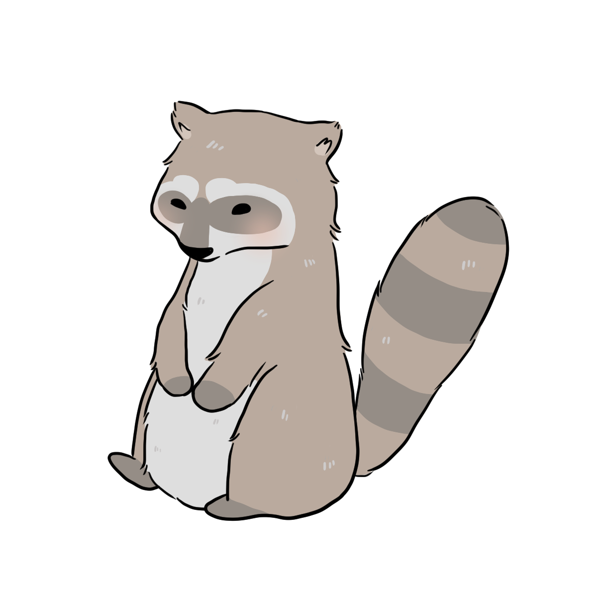 Raccoon