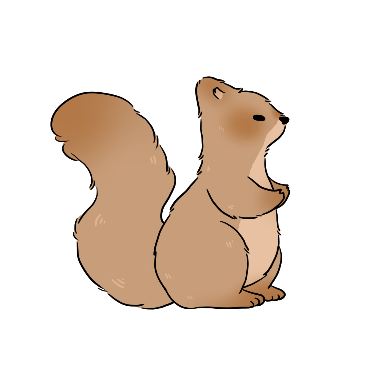 Squirrel