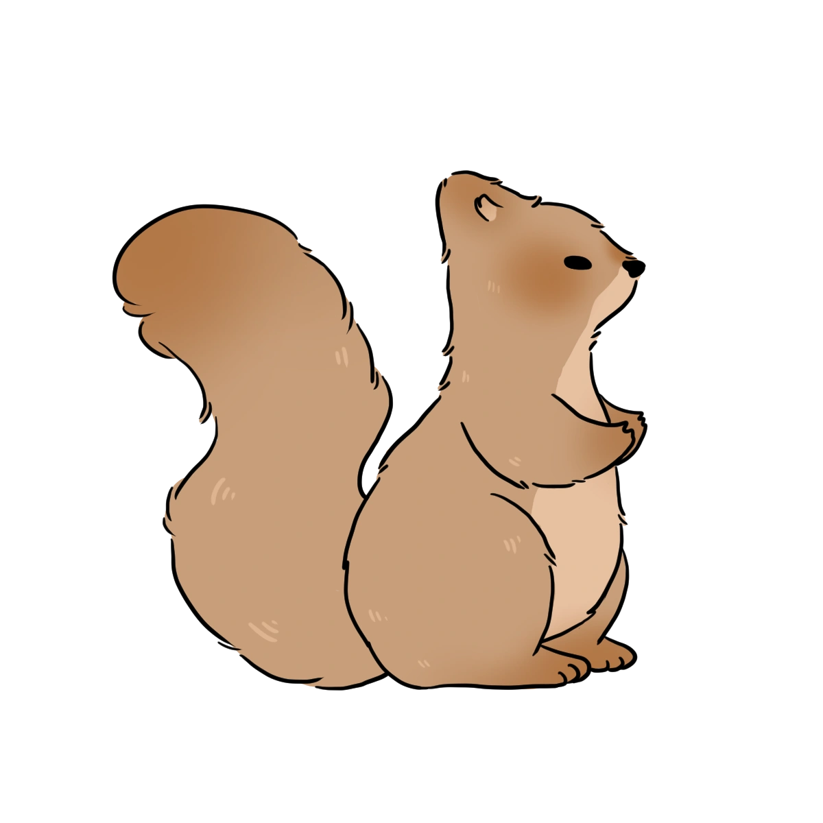 Squirrel