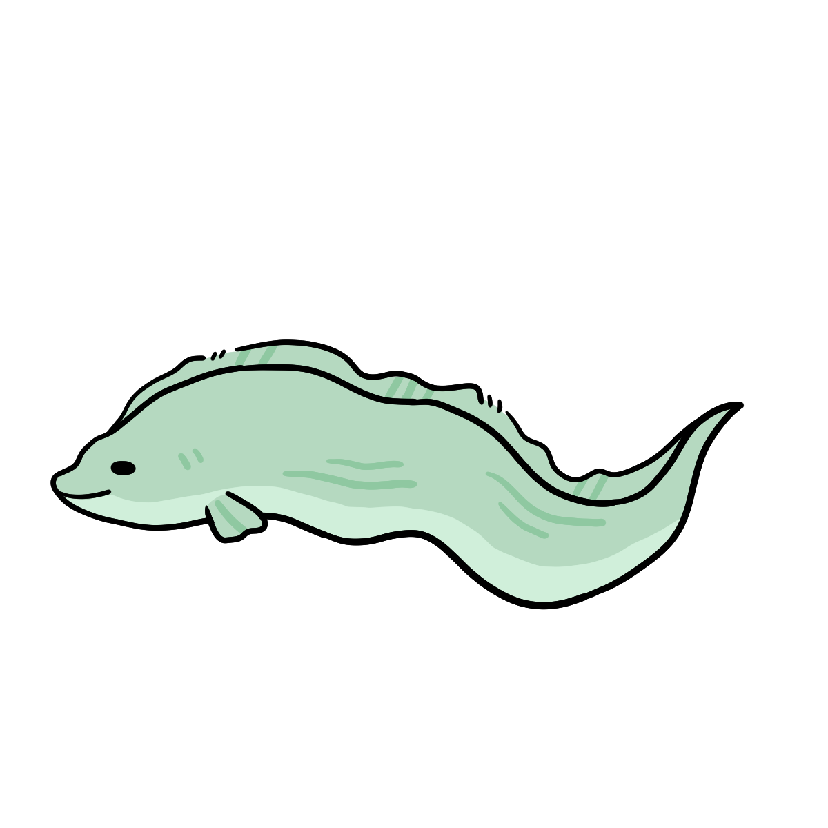Moray Eel
