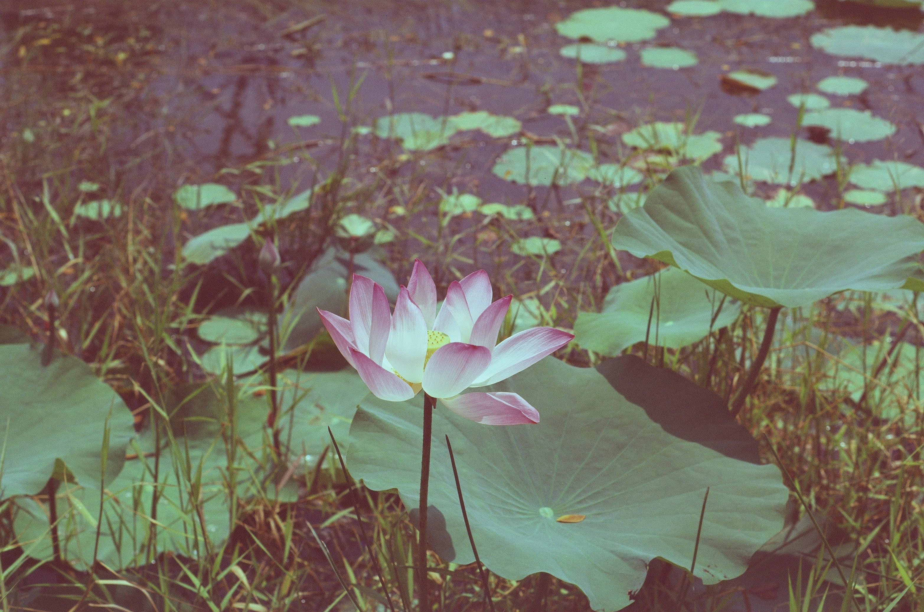A lotus flower photographed during the island trip